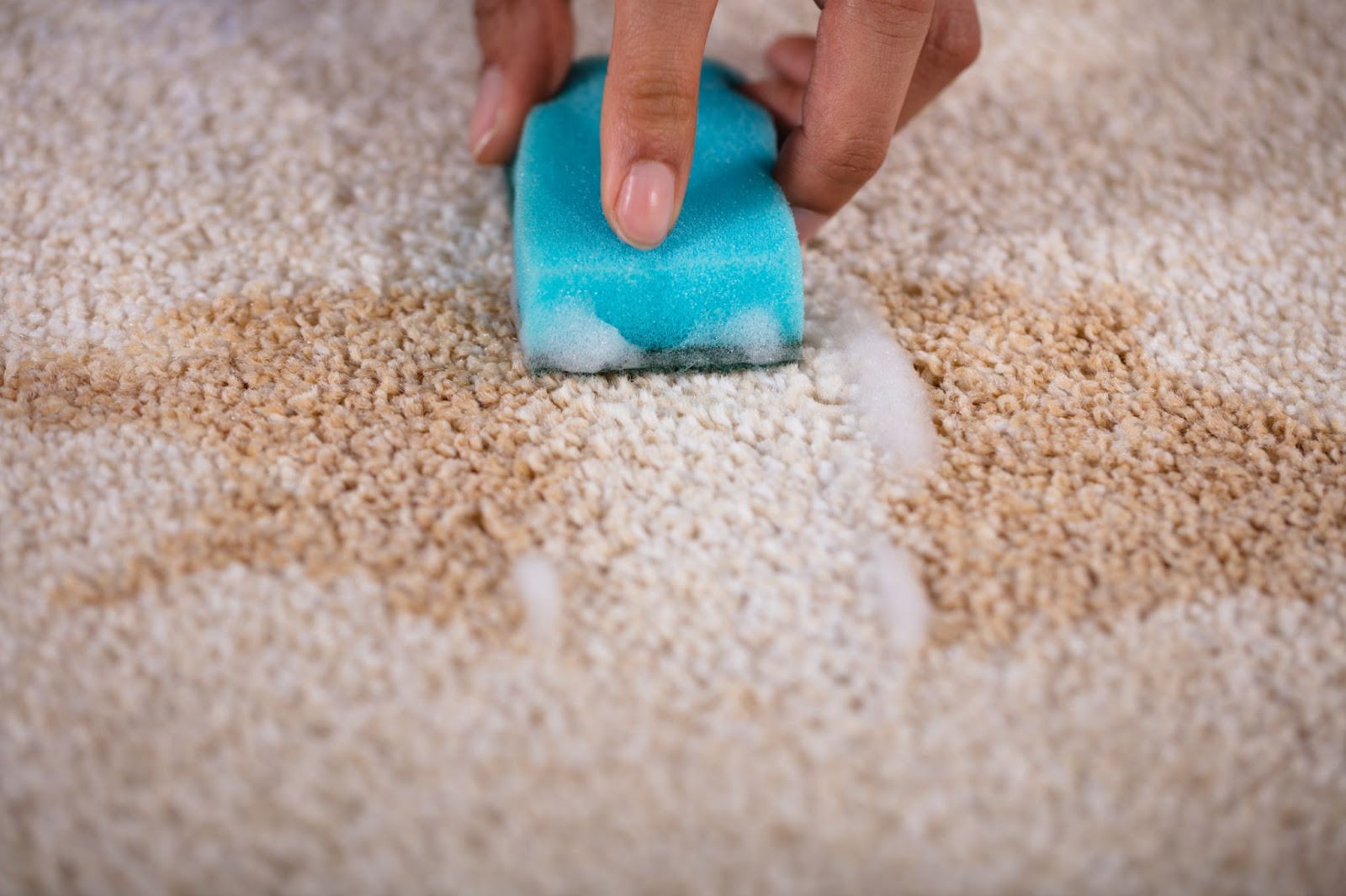 Person using sponge to clean carpet stains, removing stains from carpet, cleaning carpets.